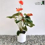 گل آنتوریوم