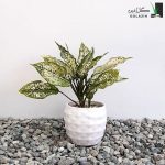 آگلونما سفید متوسط
