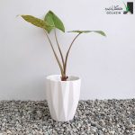 گیه باباآدم گوش فیلی