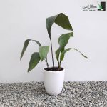 برگ عبایی
