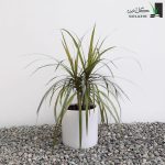 دراسنا پرچمی سبز