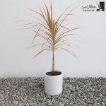 دراسنا پرجمی صورتی