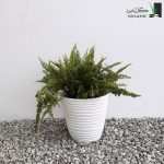 گیاه سرخس برگ شمشیری