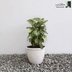 سینگونیوم ابلق