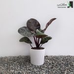 فیلودندرون شرابی
