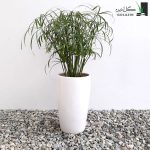 قیمت نخل مرداب