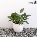 پتوس سبز