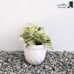 پتوس مرمر