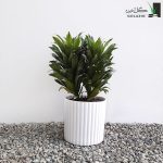 دراسنا کامپکت