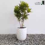 کروتون لکه طلا