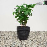 قیمت گیاه قهوه
