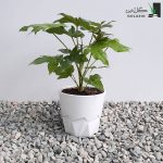 گیاه آرالیا با گلدان سرامیکی