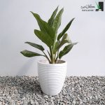 آگلونما حبابی با گلدان سرامیکی