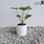 برگ انجیری مینیاتوری