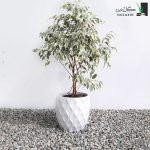 بنجامین ابلق با گلدان سرامیکی