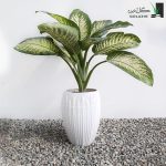 گیاه دیفن باخیا
