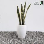 خرید سانسوریا ابلق
