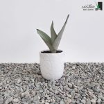 خریدسانسوریا مهتابی