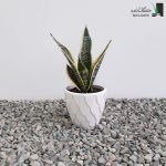 سانسوریا کراواتی ابلق