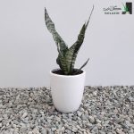 خریدسانسوریا کراواتی سبز