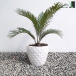 گیاه سیکاس
