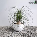گیاه لیندا با گلدان سفالی