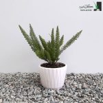 مارچوبه زینتی
