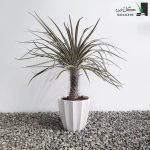 نخل ماداگاسکار بزرگ