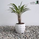 نخل ماداگاسکار متوسط
