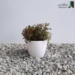 چمن رویال با گلدان سرامیکی