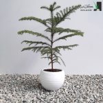 کاج مطبق کوچک با گلدان سفالی