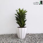 قیمت دراسنا کامپکت