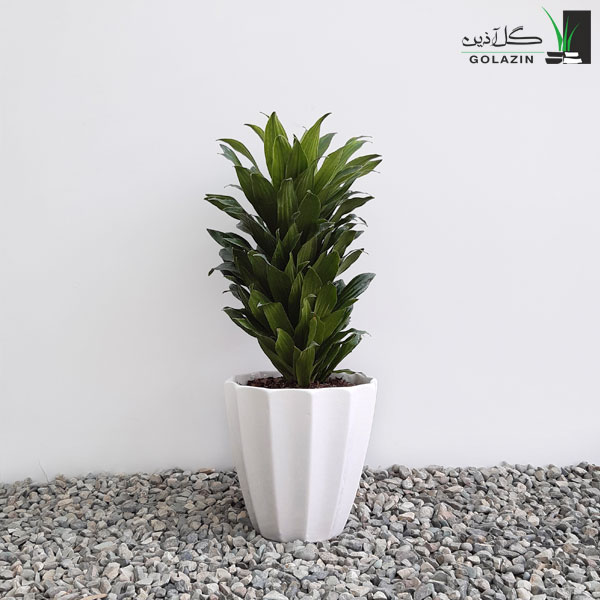 قیمت دراسنا کامپکت