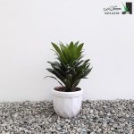 قیمت دراسنا کامپکت