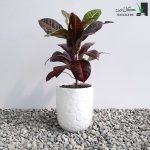 کروتون با گلدان سرامیکی
