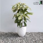 کروتون آکوبایی با گلدان سرامیکی