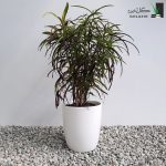 کروتون رشته ای با گلدان سرامیکی
