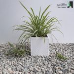 گندمی ابلق