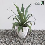 آگاو لاله ای سبز