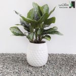آگلونما حبابی بزرگ