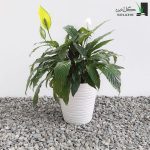 اسپاتی فیلوم