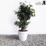 خریدبنجامین بلک