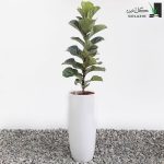 فیکوس لیراتا