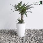 نخل ماداگاسکار پاجوش دار