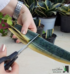 تکثیر سانسوریا