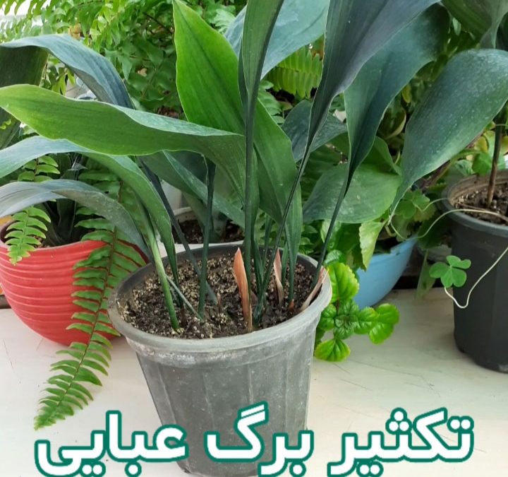 تکثیر برگ عبایی
