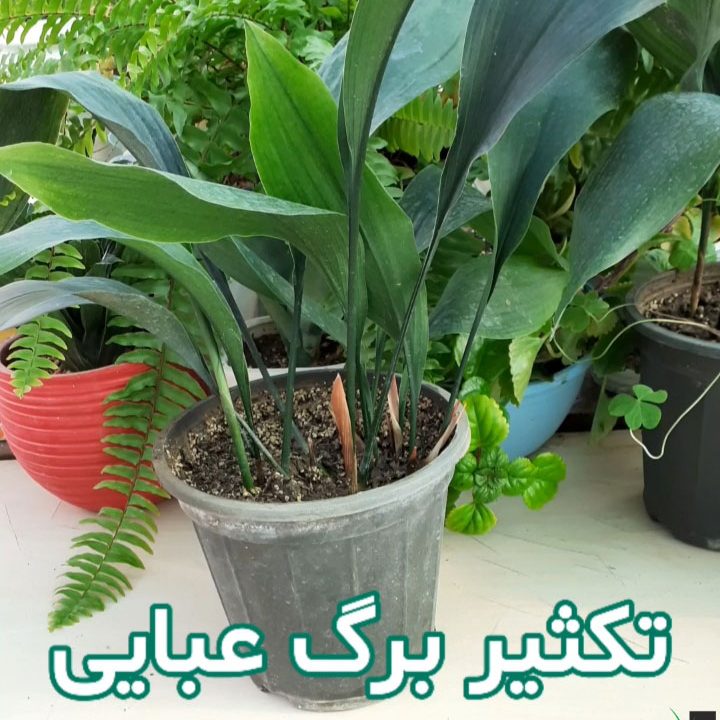 تکثیر برگ عبایی