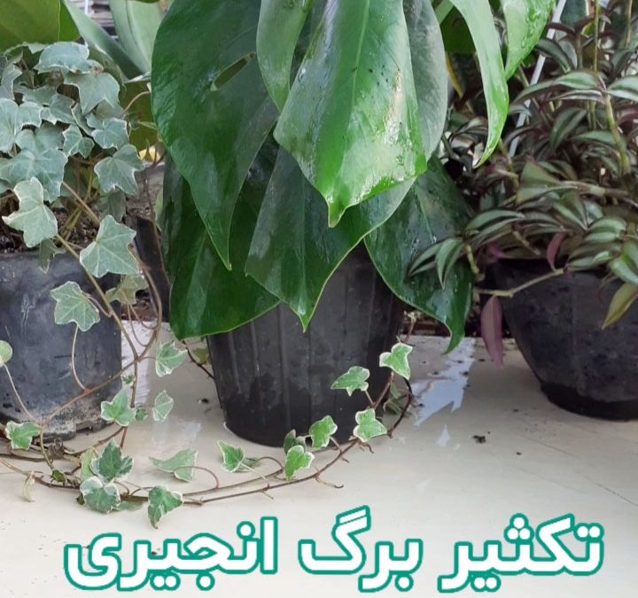 تکثیر برگ انجیری