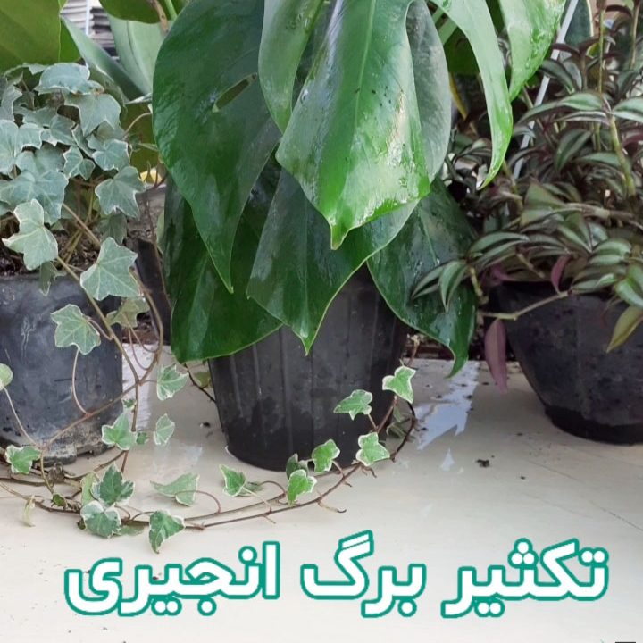 تکثیر برگ انجیری