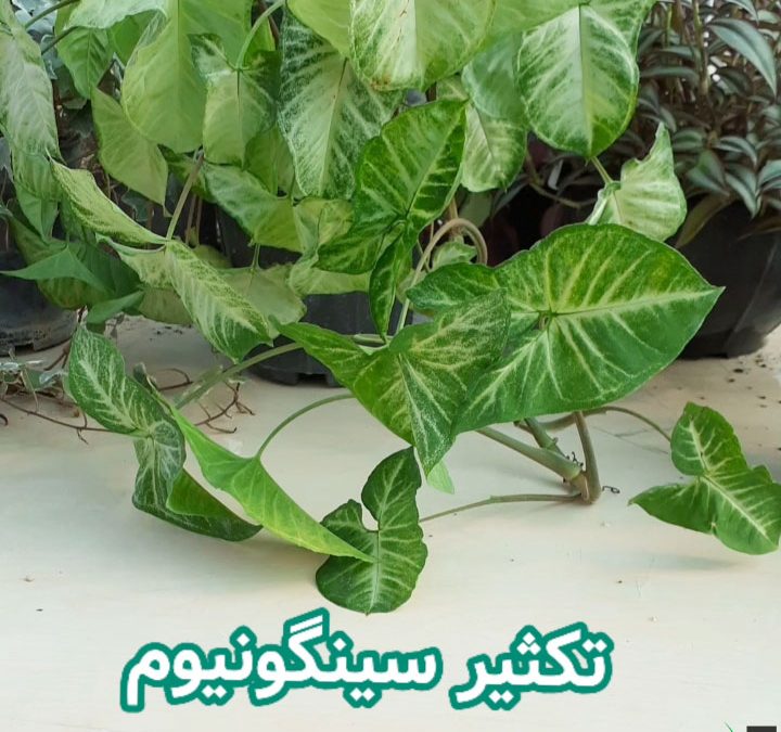 تکثیر سینگونیوم